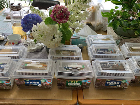 カブト虫差し上げます!