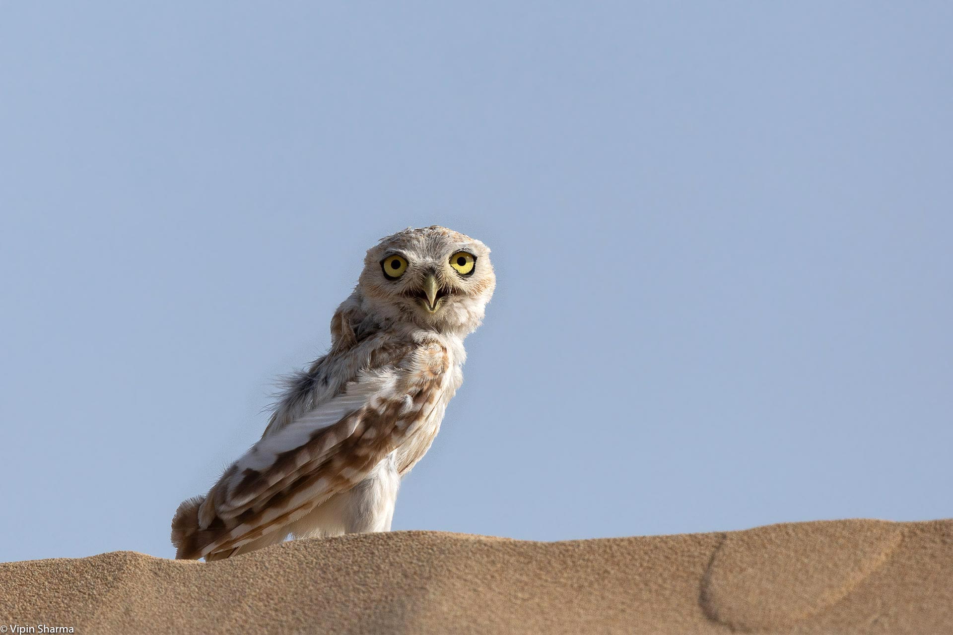 Little owl. content media