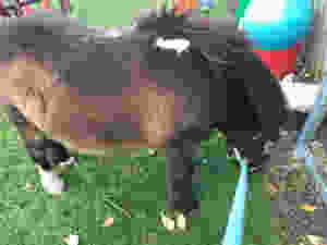Making the most of the grass