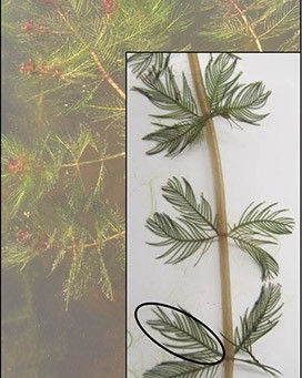 Prevent the spread of Eurasian water milfoil