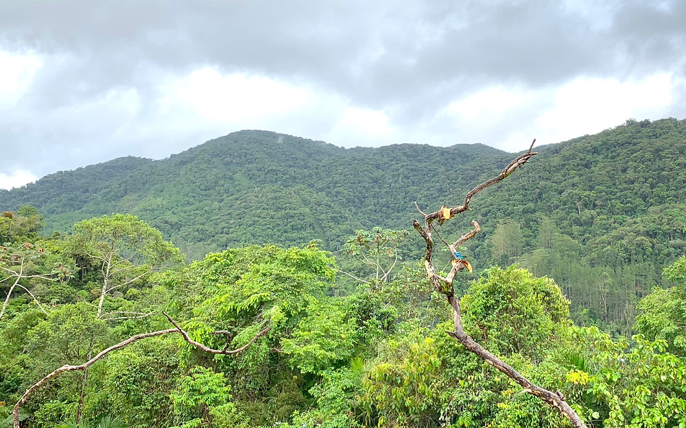One of many remarkable birds perched near the base at Legado das Águas, where we could listen to them chatter and feed while we chatted and fed between presentations. The view looks out across an expanse of Atlantic Forest.