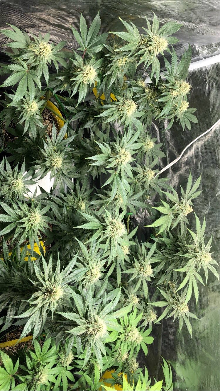 Update:End of week 7 flowering content media