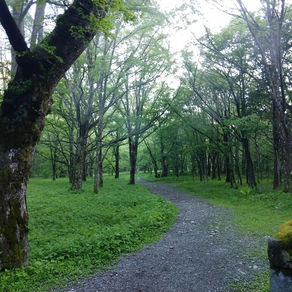 蝶ヶ岳登山道草刈り 2019/6/11〜13