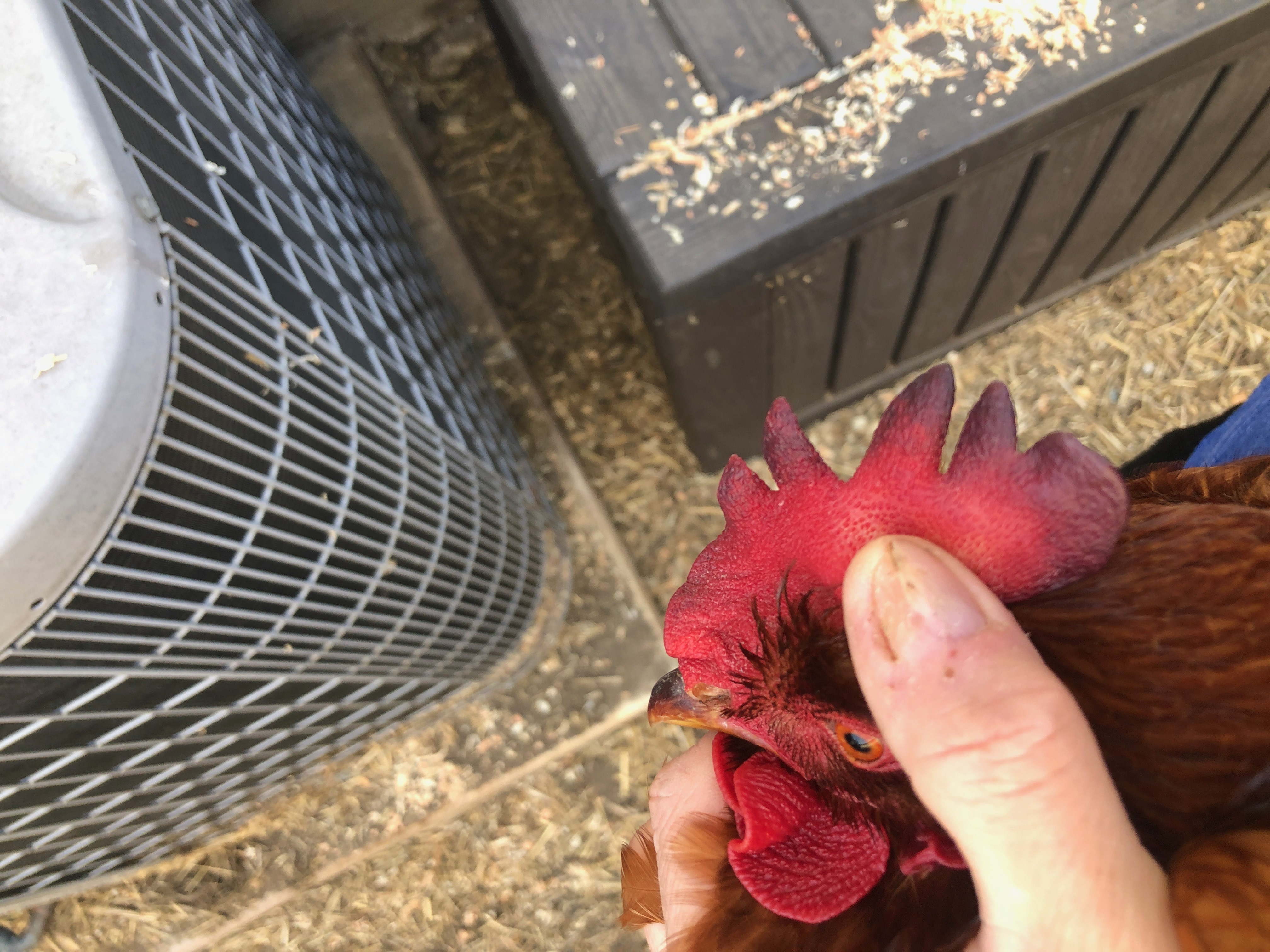 Normal comb? content media