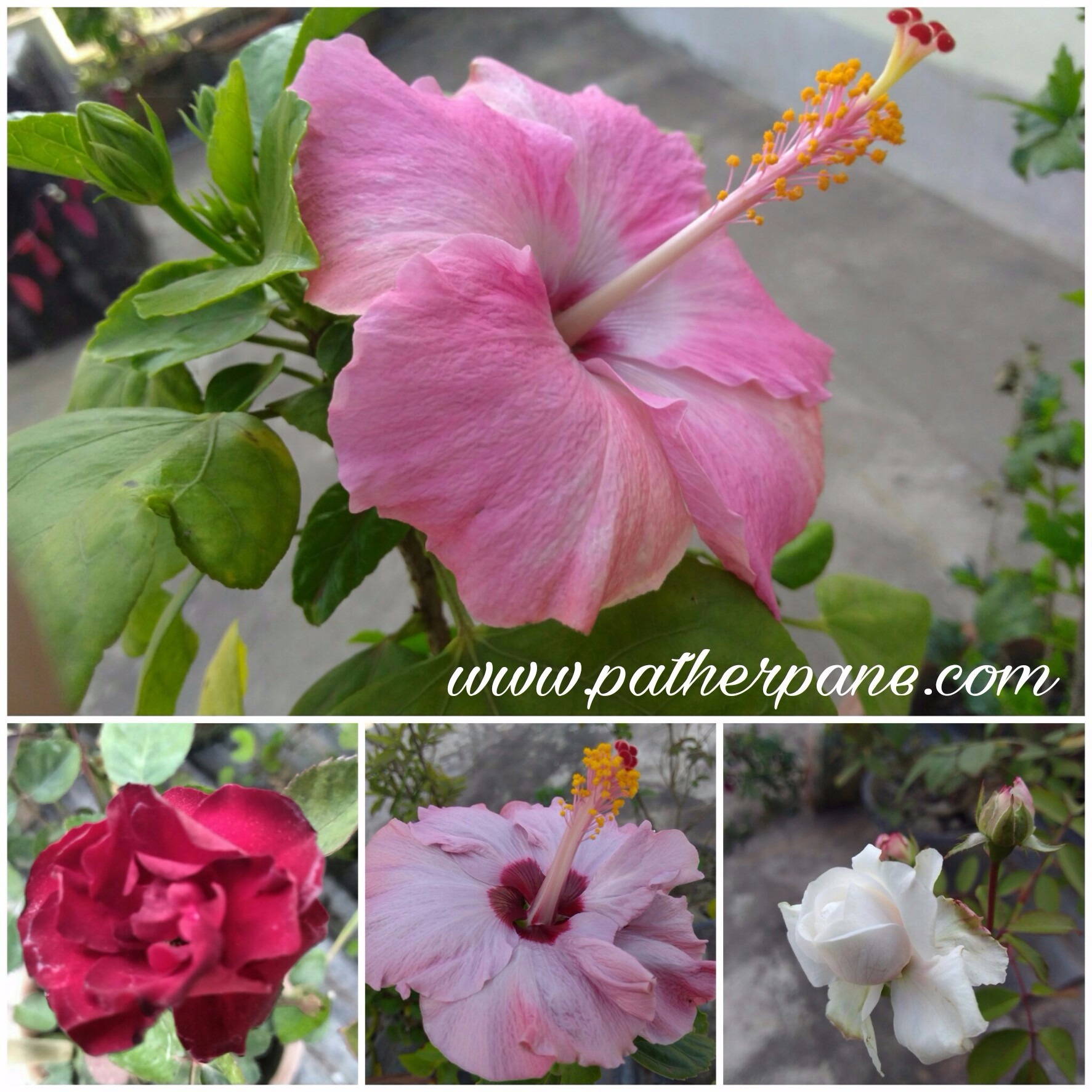 MARVELLOUS FLOWERS IN ONE FRAME content media
