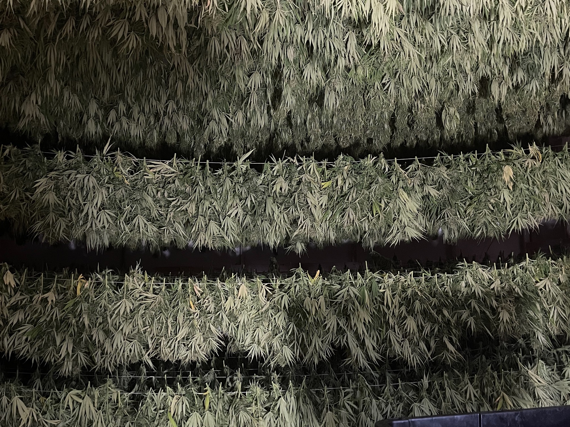 USDA Certified Organic Forbidden V Seedless Triploid CBDV biomass and flower available content media