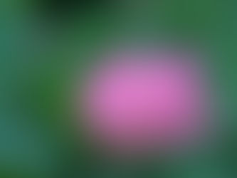 食品ロスを減らし、飢餓をなくそう