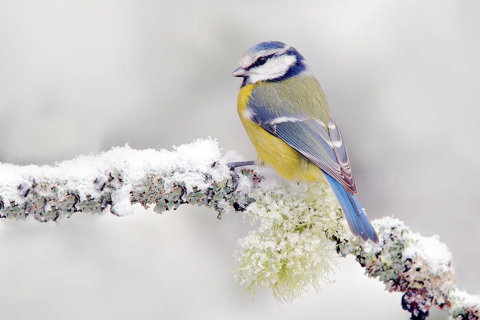 Wildlife, English Garden & Antiques