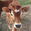Writer: Moo Matri