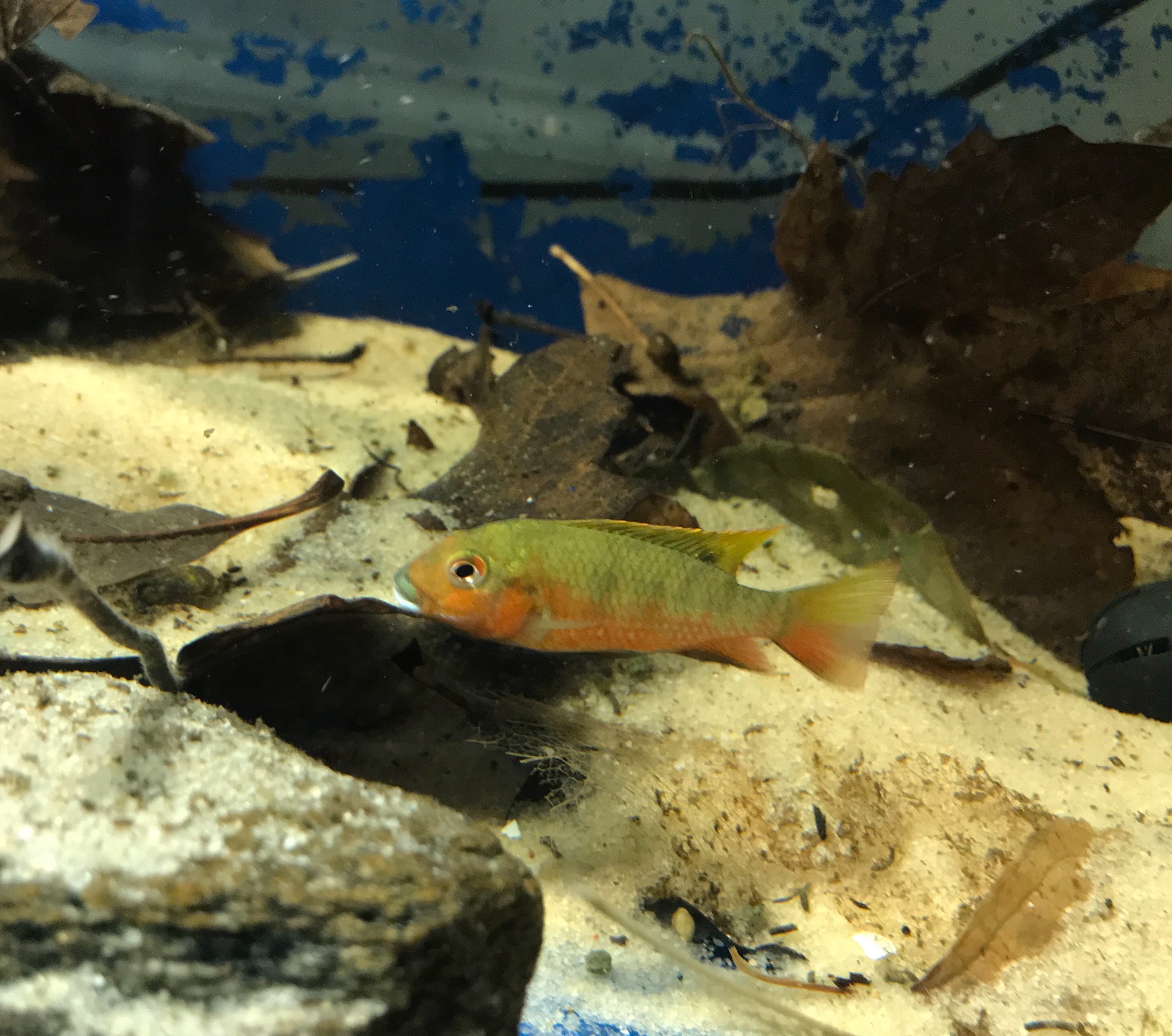 FS: Coptodon synderae juvies-MD-Rare West African cichlid content media