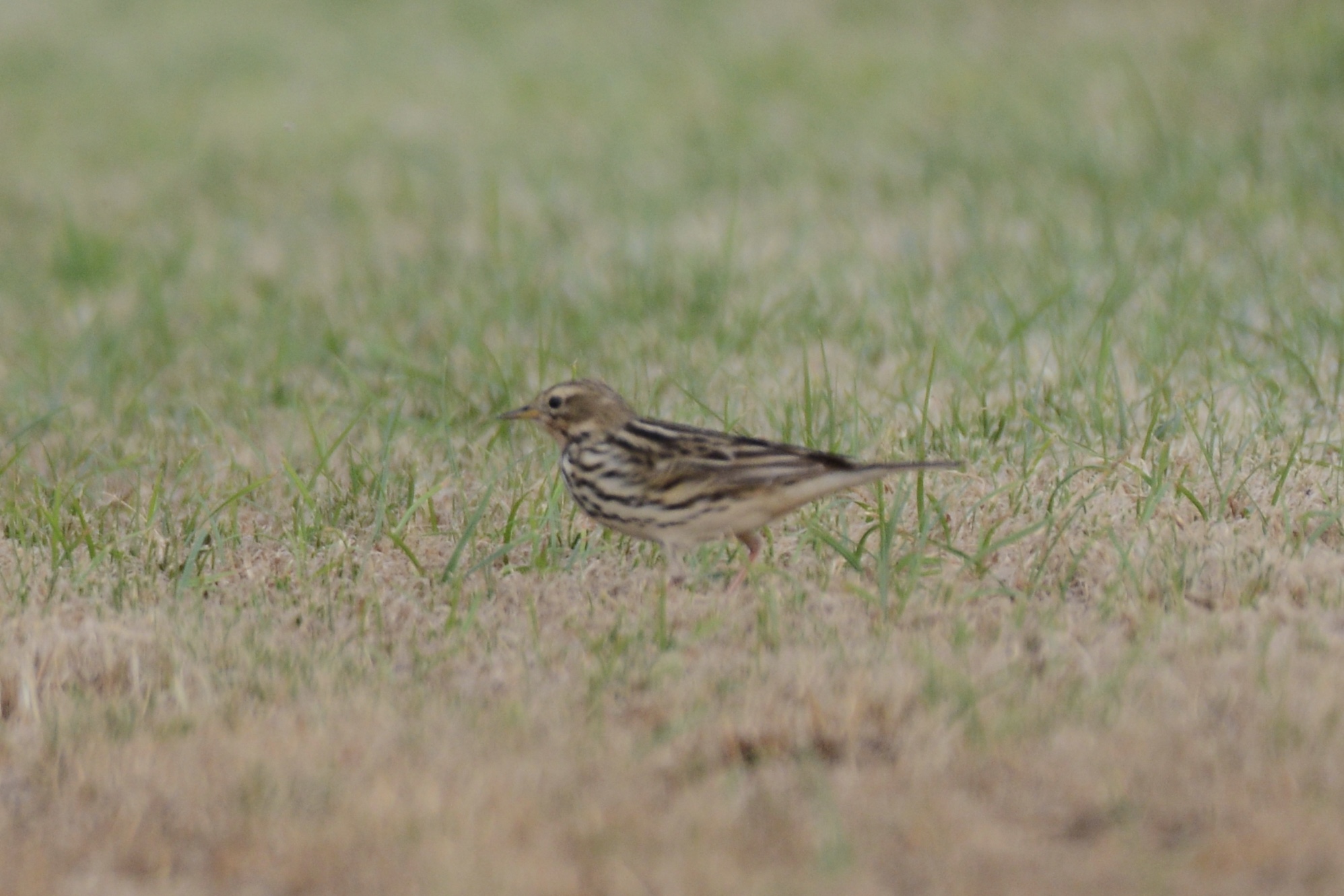Meadow Pipit content media
