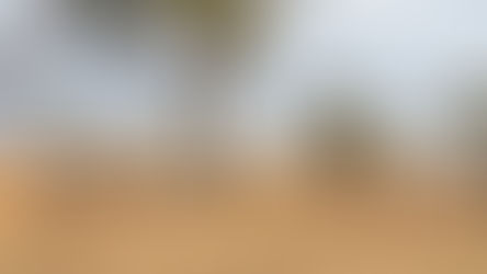 Tanzania|坦尚尼亞|Serengeti 賽倫蓋提大草原