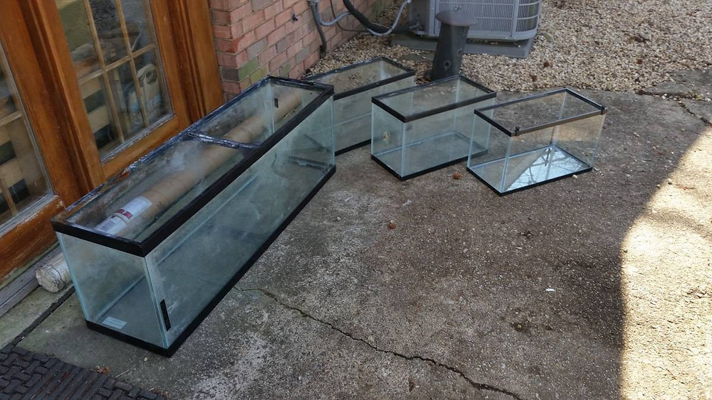 40 gallon Long - Craigslist Freebie | Potomac Valley Aquar