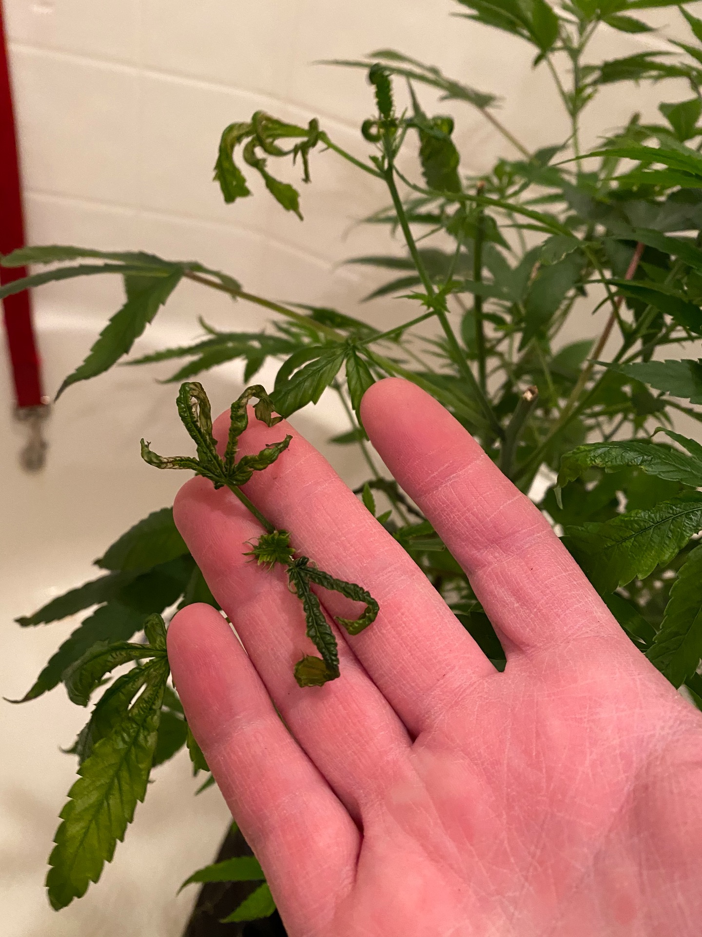 Deformed leaves content media
