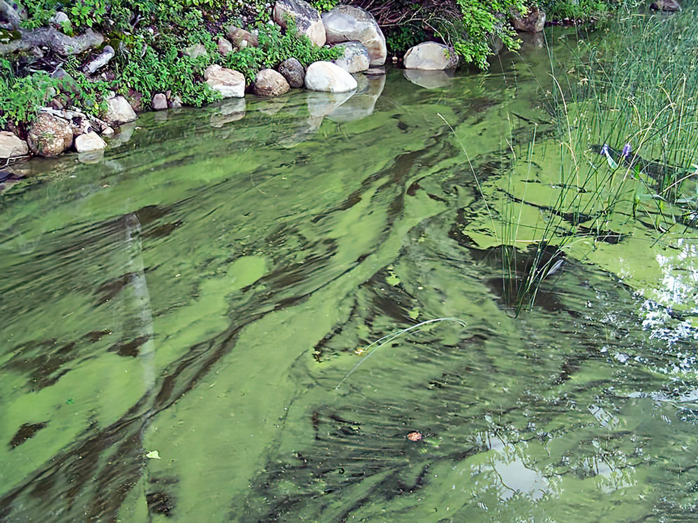 Cyanobacteria vs Filamentous Green Algae