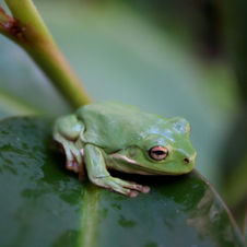 Amphibians in Decline