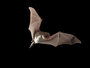 “Murciélagos”, la primera producción hecha durante la cuarentena ¡TODO DESDE CASA!