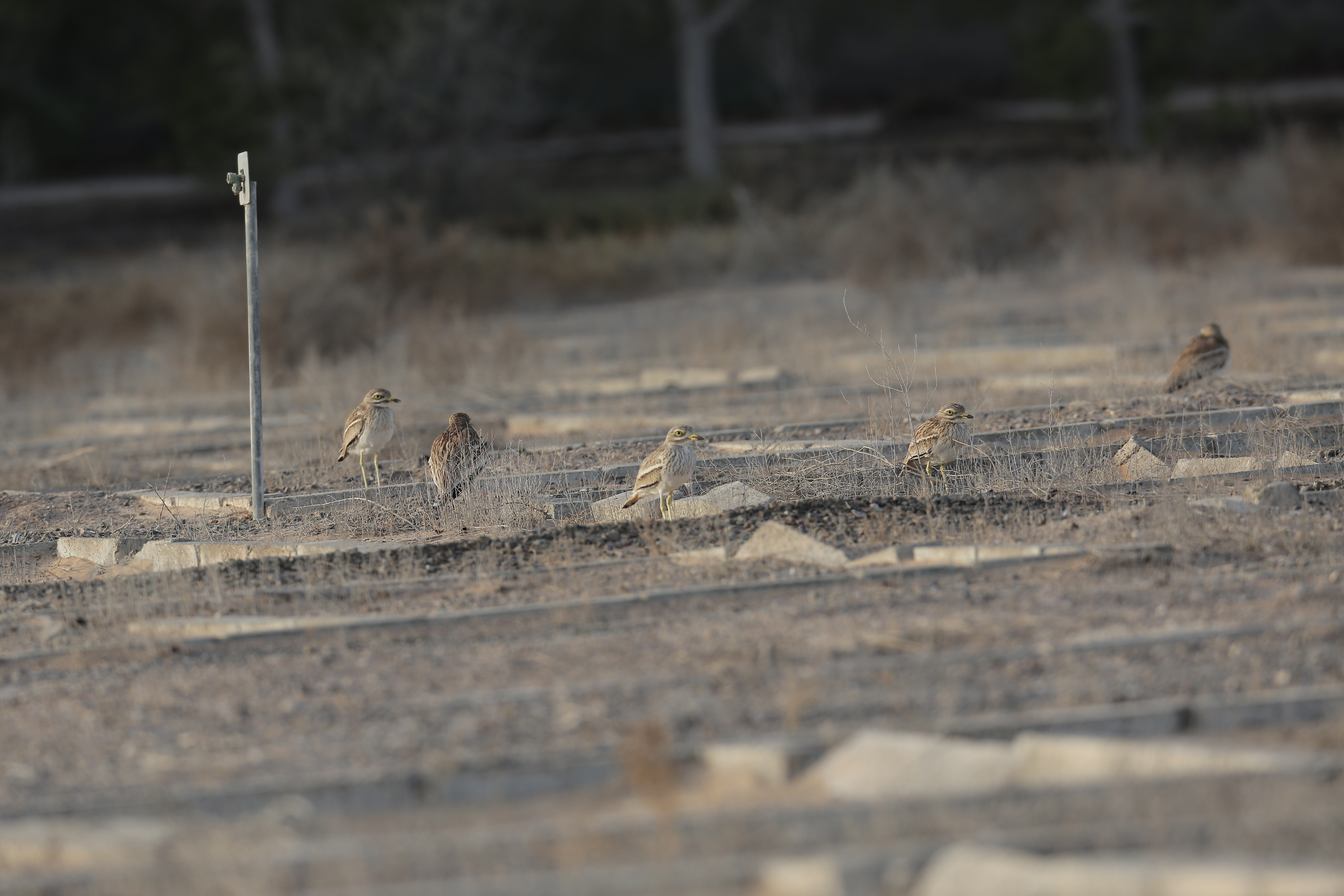 Eurasian Stone-curlew content media