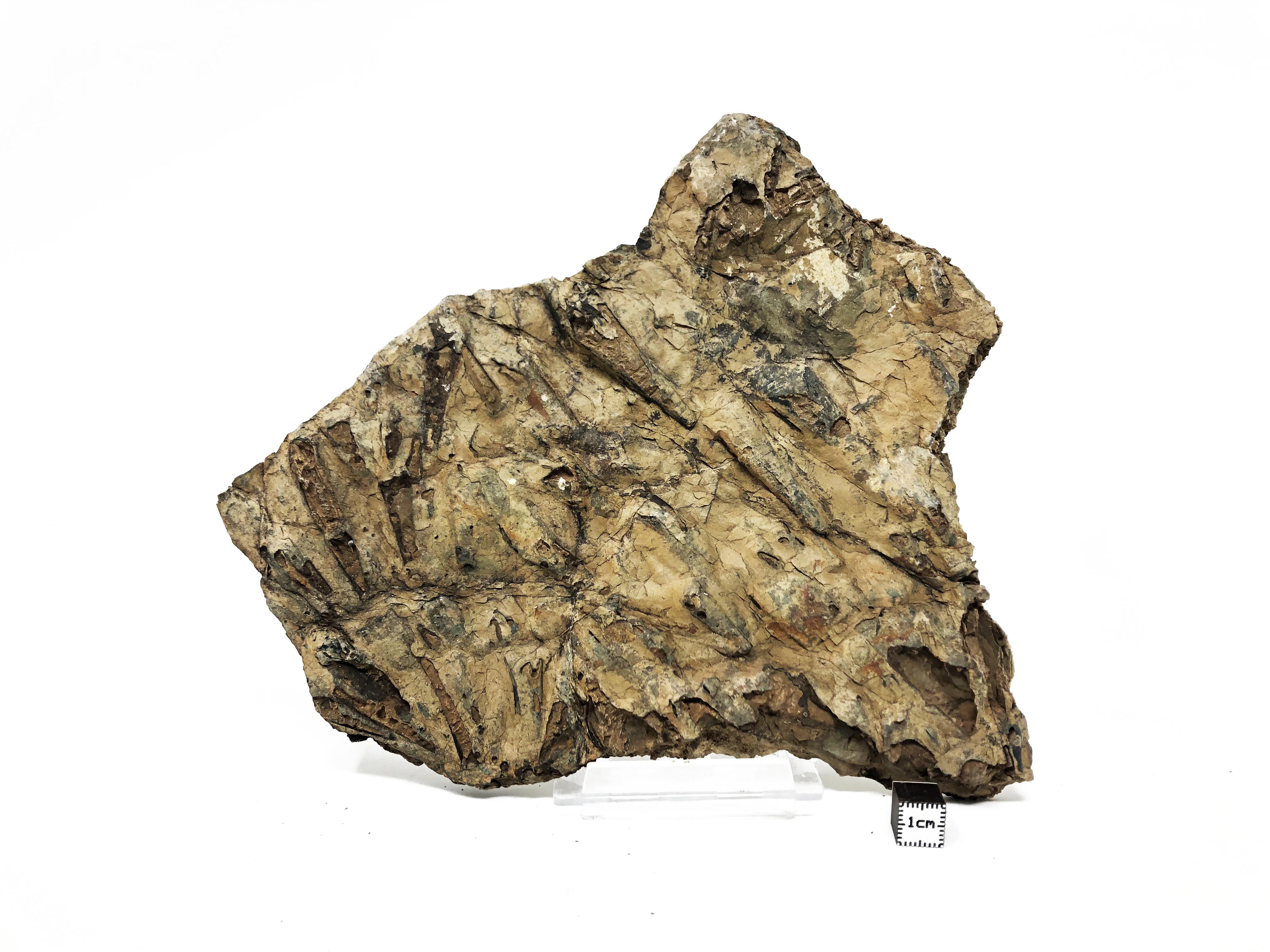 Cambrorhytium sp? Cambrian mass mortality content media