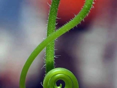 Silence in music...