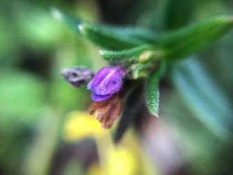 Lebenszeichen aus dem Garten