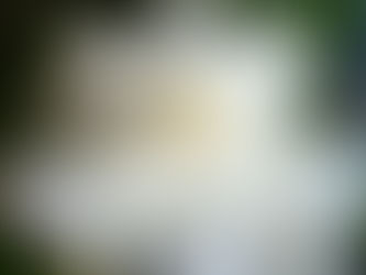 今年もクチナシの花が咲きました