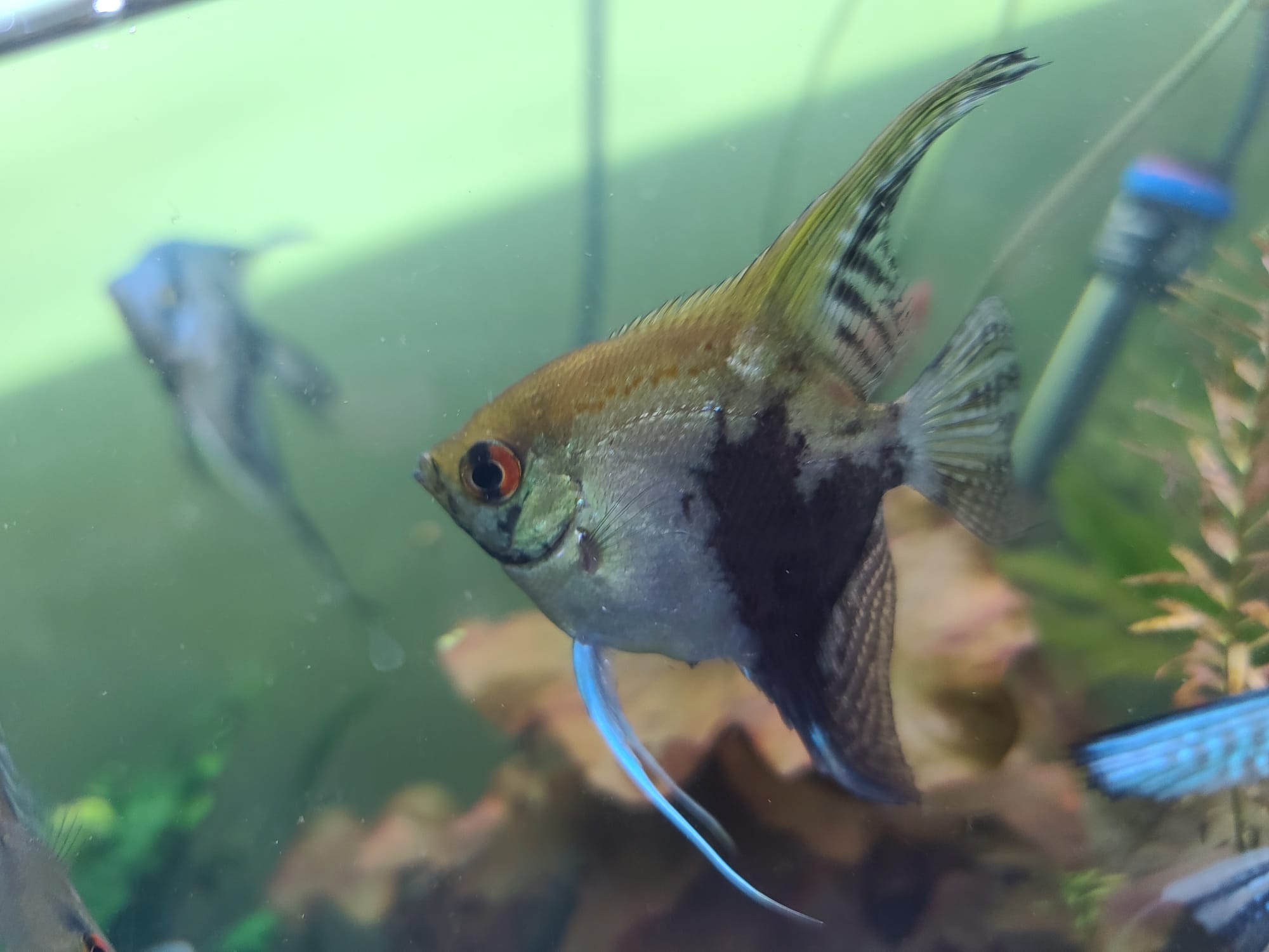 Blue, BSP, Wild Angel Fish, Plants - Feb 2022 Meeting content media