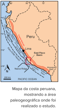 A Formação Pisco: riqueza de fósseis de Cetáceos na costa do Peru content media
