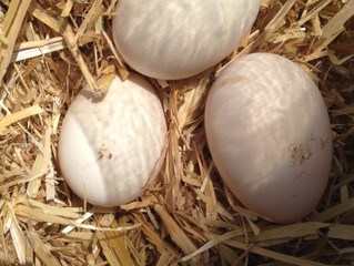 Comment vont nos poules ?