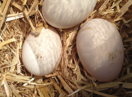 Comment vont nos poules ?
