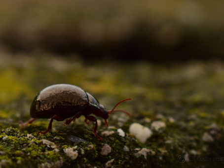 Títol : Depresse, depresse. -Deprisa, deprisa. - Quickly, quickly