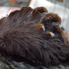 Sightings of a Furry, Yet Venomous Caterpillar