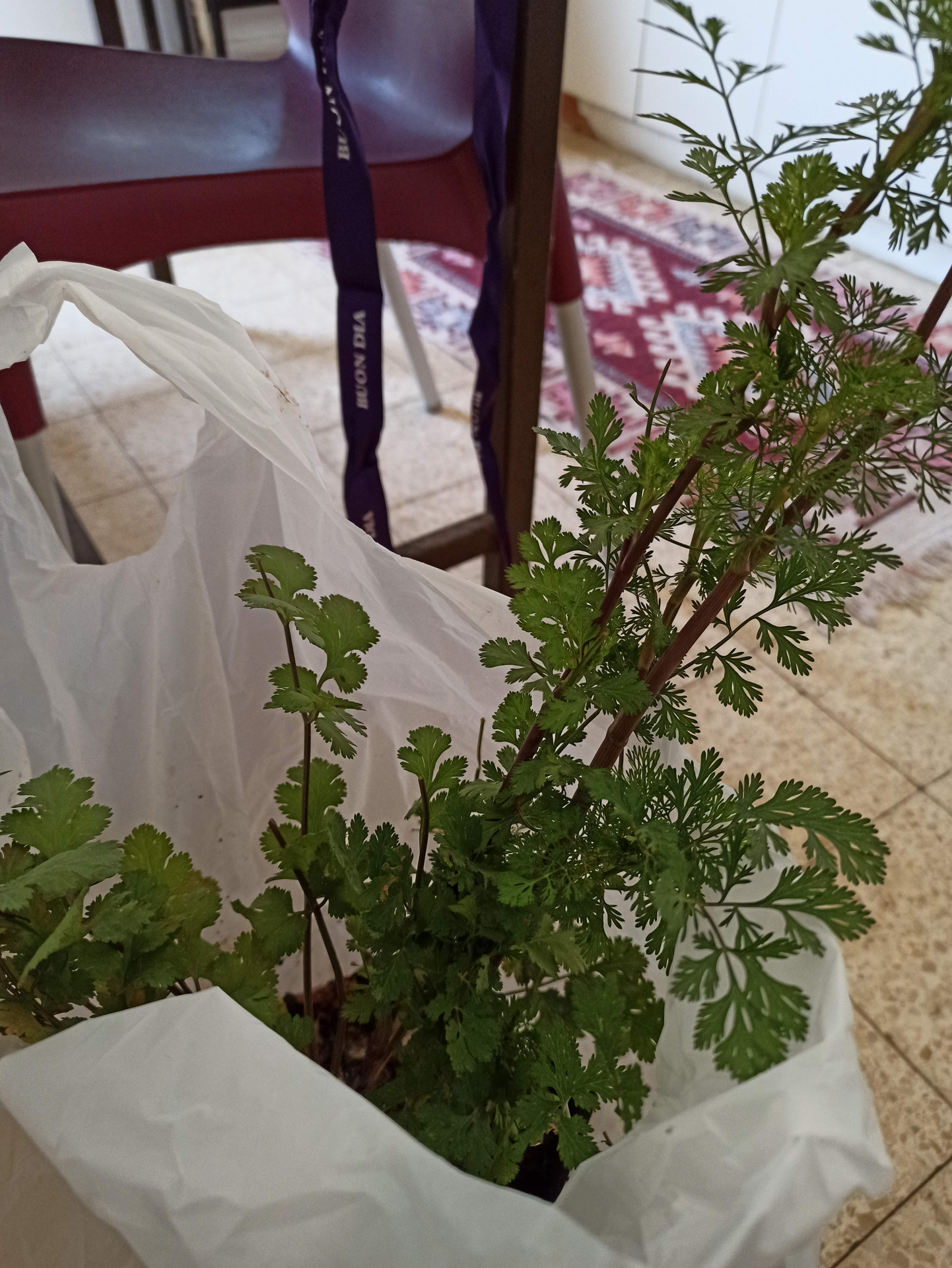 בשוגג יצאה לי הכלאה של שמיר וכוסברה. לא חשבתי שאאלץ להתעמק בספר זרעים... content media