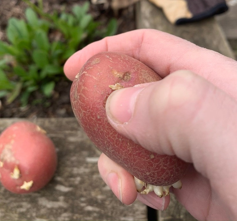 rubbing off chitted potato shoots