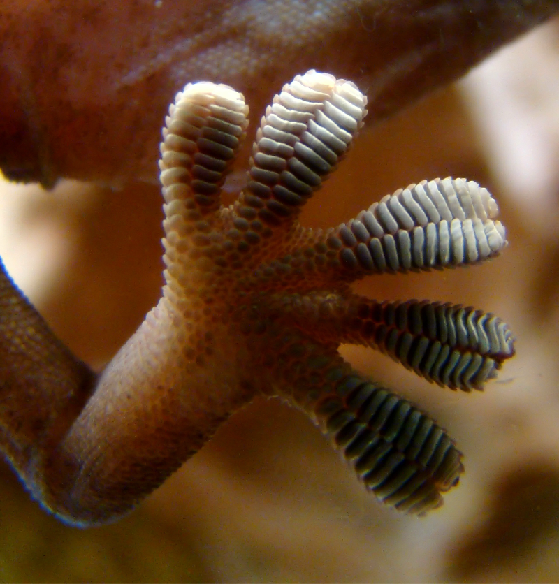 biomimétisme robot technologie