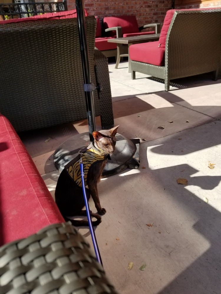 Diary of a Cat Walker, 28