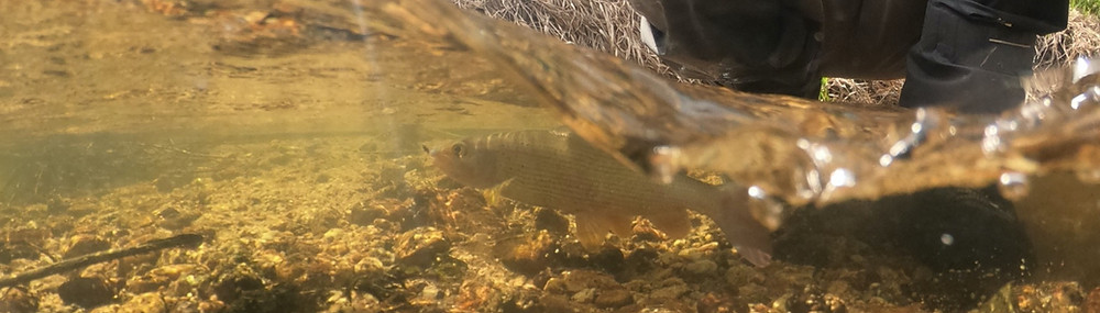 Isarfliegen Tungstennymphen von Yangoo im Fliegenfischen Online Shop für Forellen und Äschen. Angel Equipment.