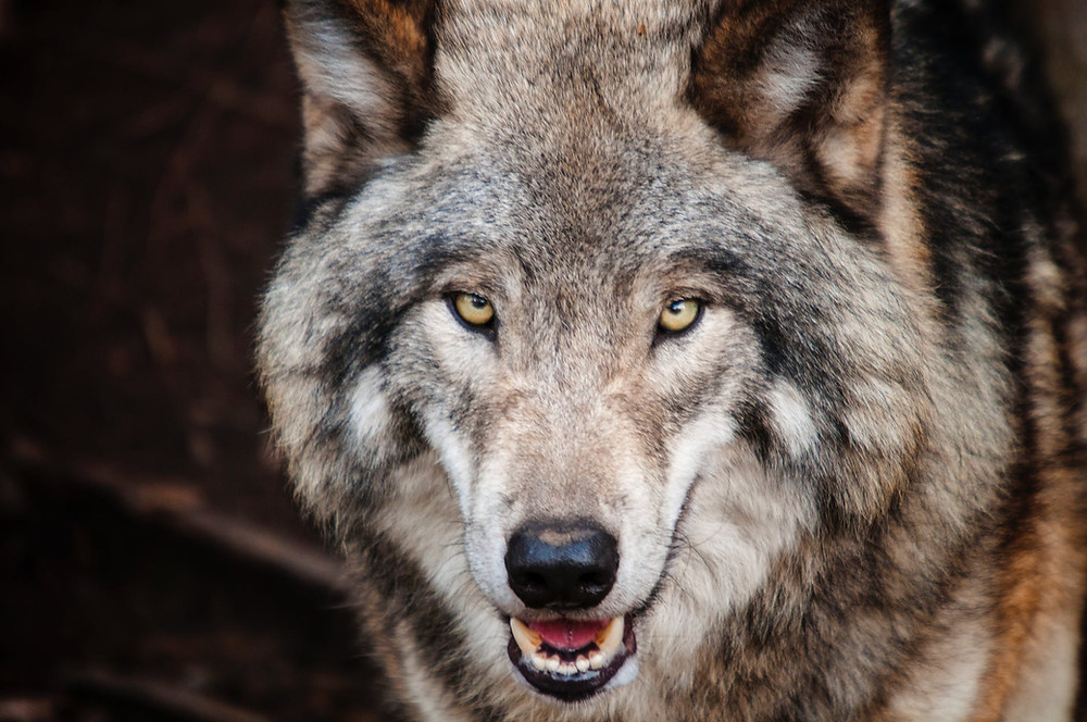 lobos disfrazados de cordero
