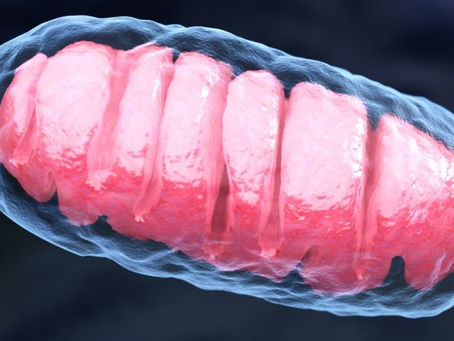 LOS BROTES DE LUPUS PUEDEN ESTAR RELACIONADOS CON DAÑOS A LAS MITOCONDRIAS