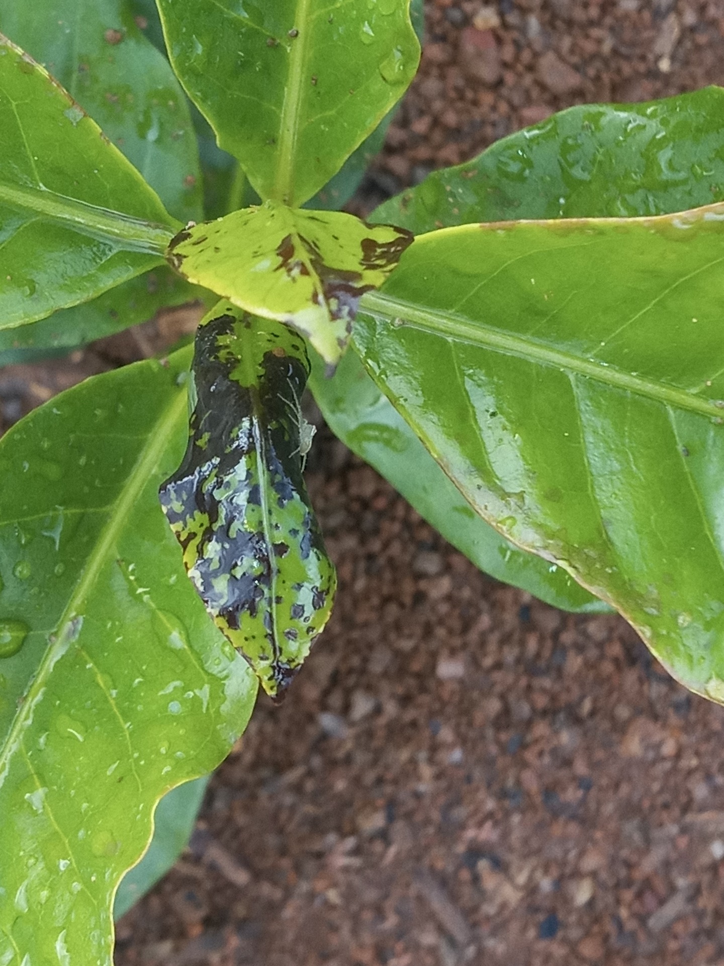 Manchas escuras apos foliar content media