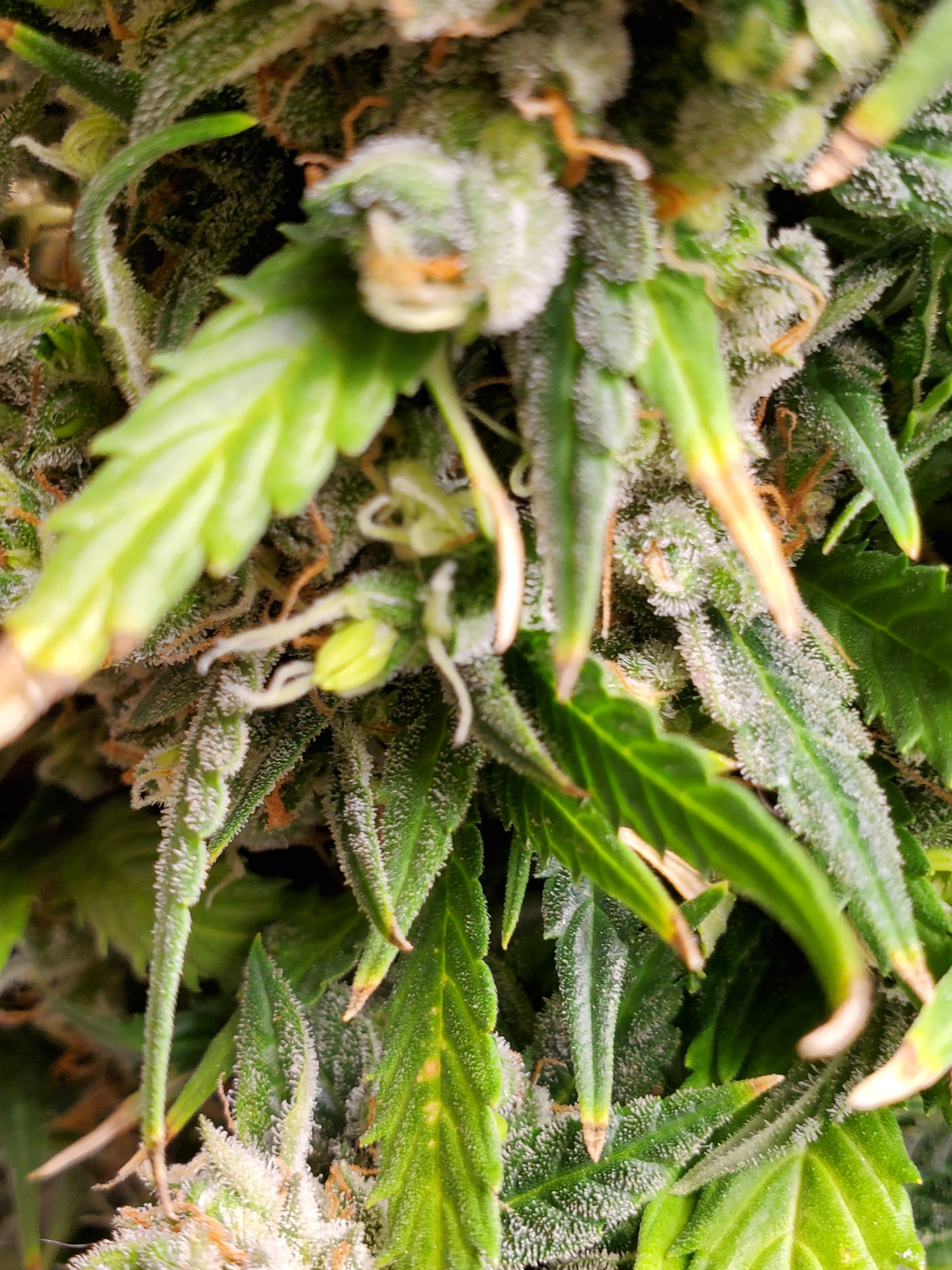 GSC autoflower hermed. content media