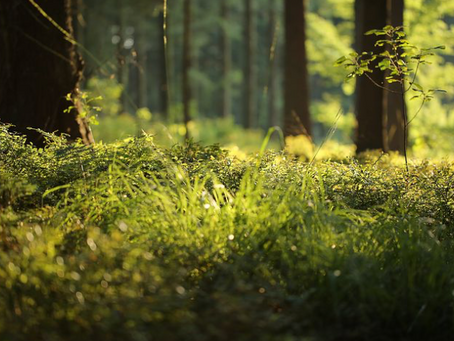 Rdv OXYGENE du dimanche matin dans le bois d'Amnéville-Les-Thermes en Moselle