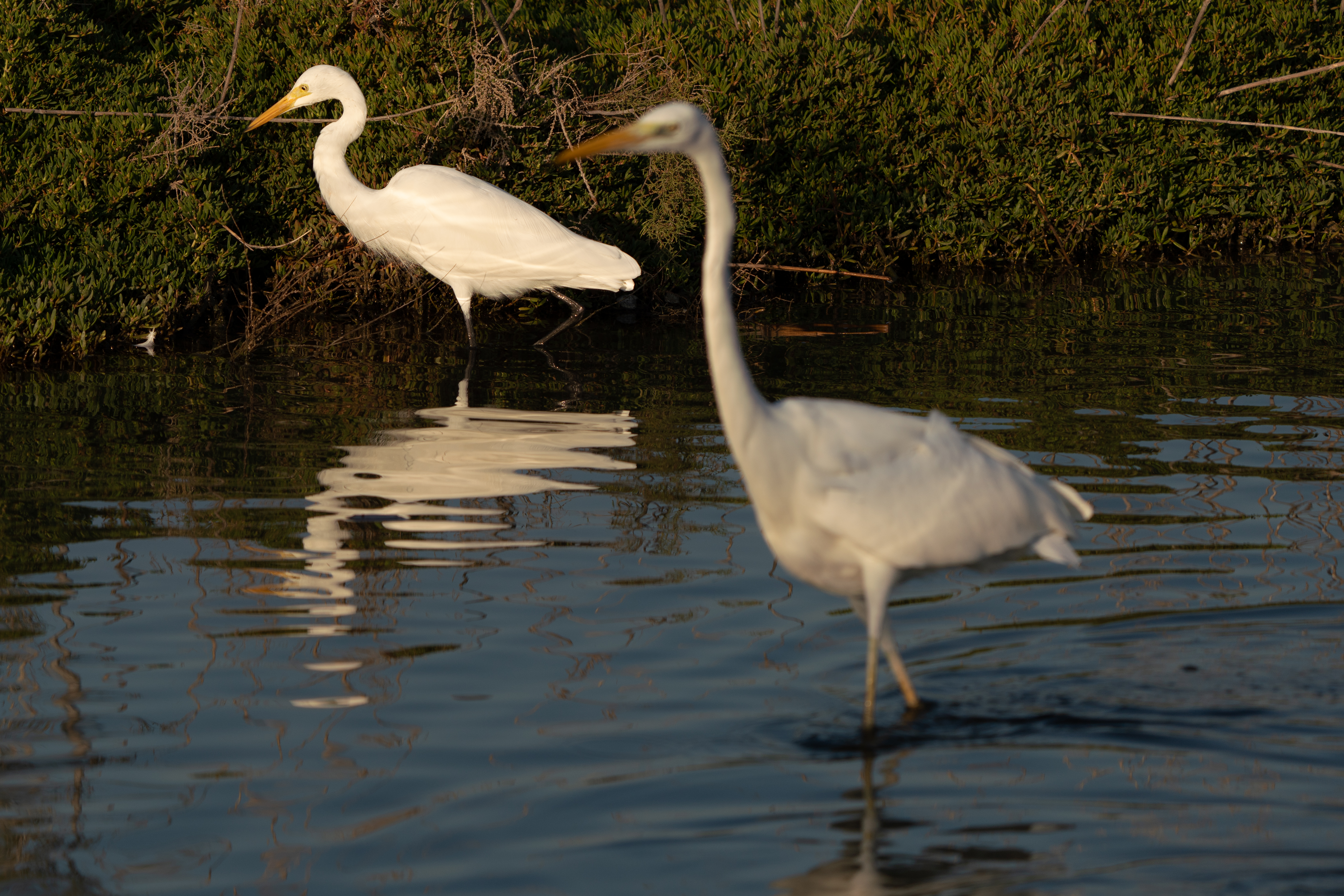 Intermediate Egret or white morph of Western Reef Heron ?
content media