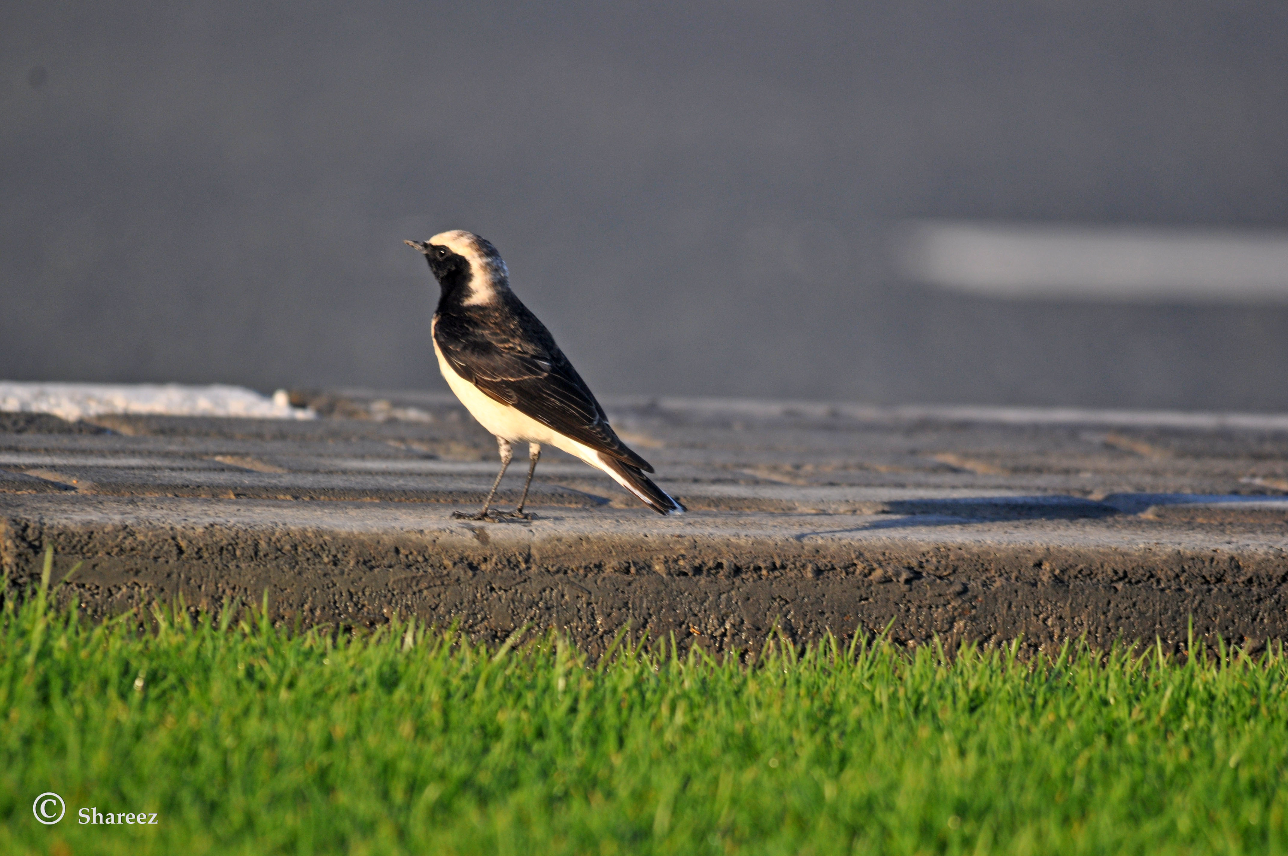 Wheatears ?? content media