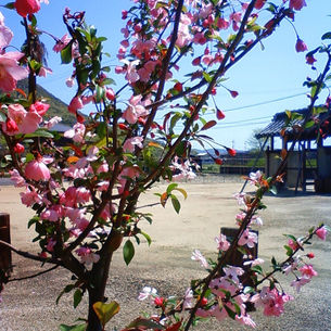 桜じゃなかったハナカイドウ