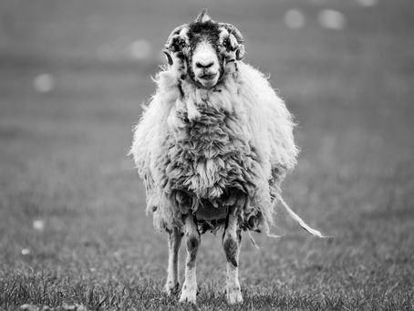 How Change Champions Can Kill Your Comms