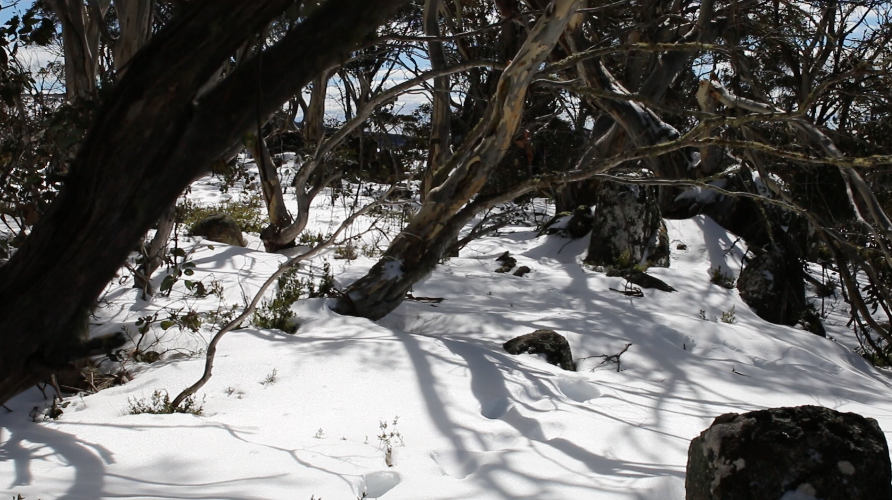 Snow on Stockyard Spur! content media