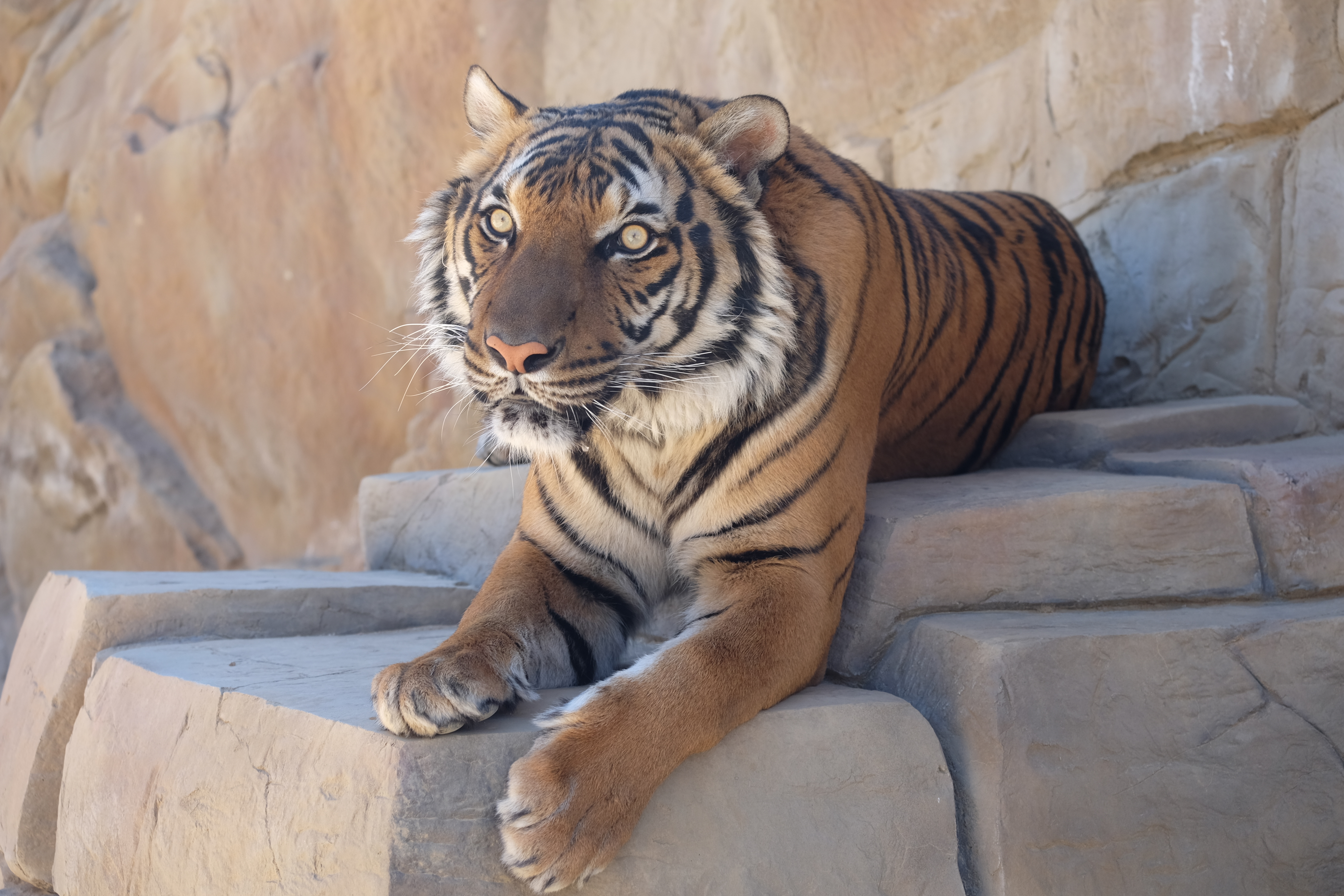 June 29, 2019 Summer Twilight Tour at EFBC's Feline Conservation Center content media