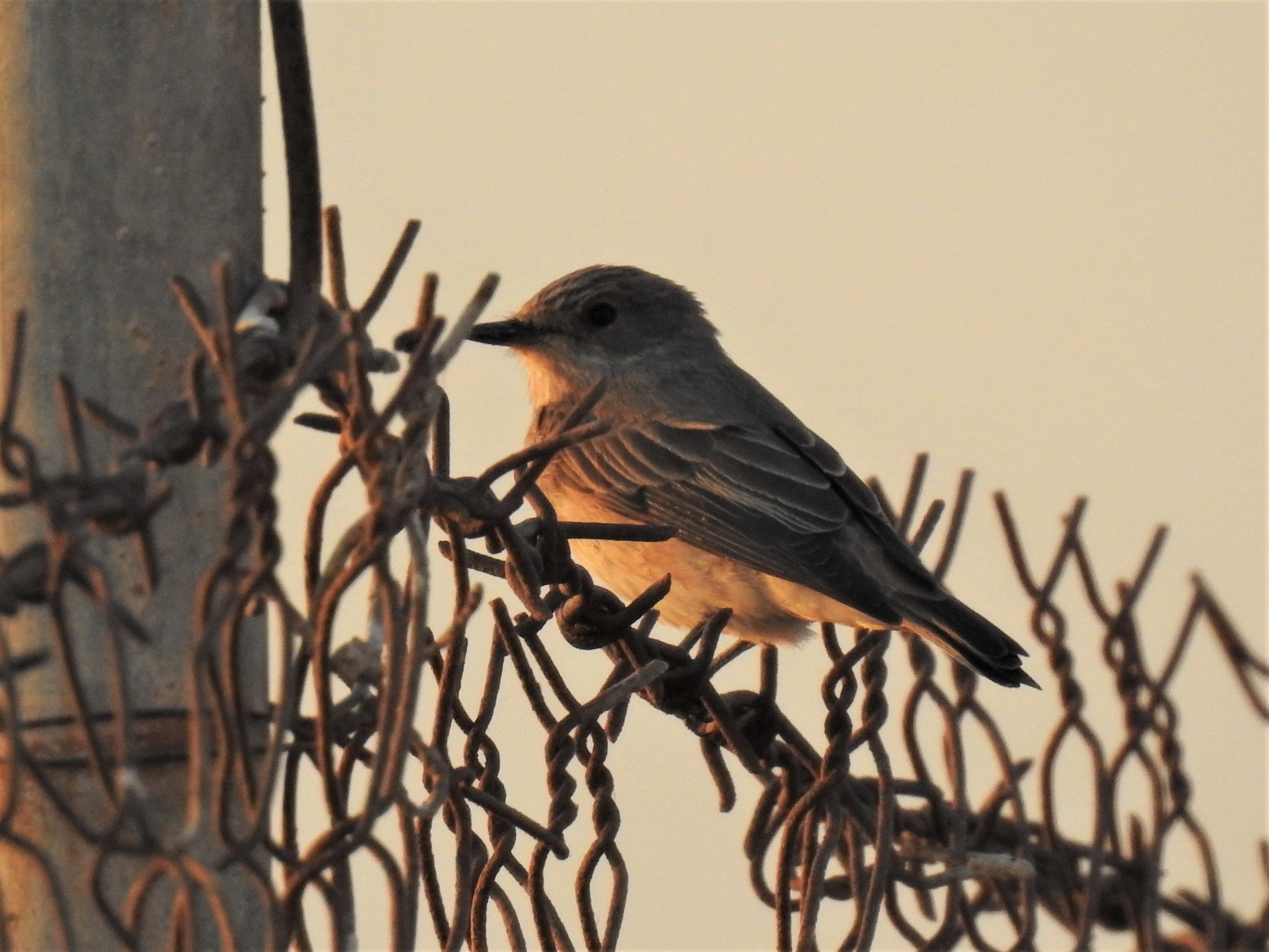 Flycatcher at Banyan Fodder Field, RAK - Thurs 16 May 2019 content media
