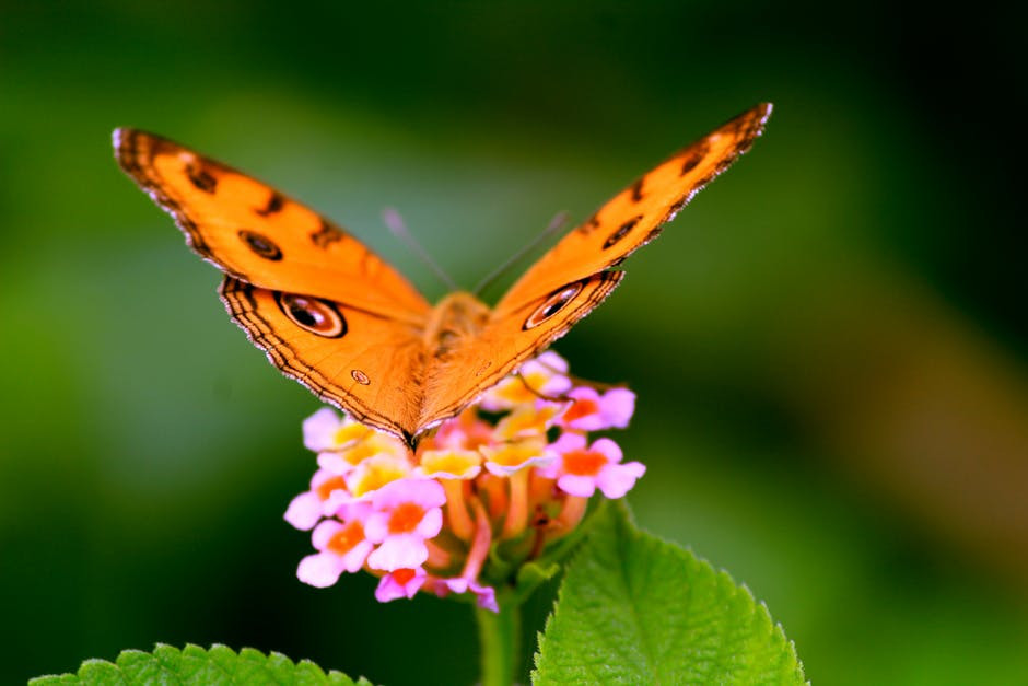 mariposa, cambio, oruga, trasformación, sé el jefe, hectorrc.com